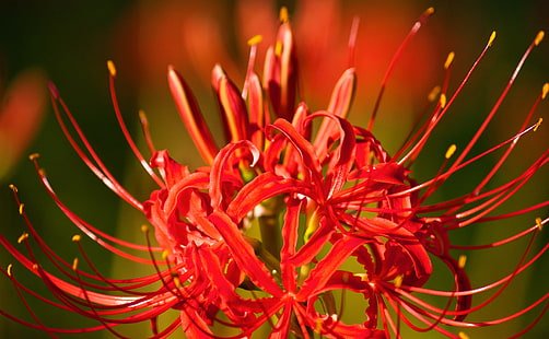  Higanbana, Bunga Cantik dari Jepang yang Menjadi Lambang Kematian