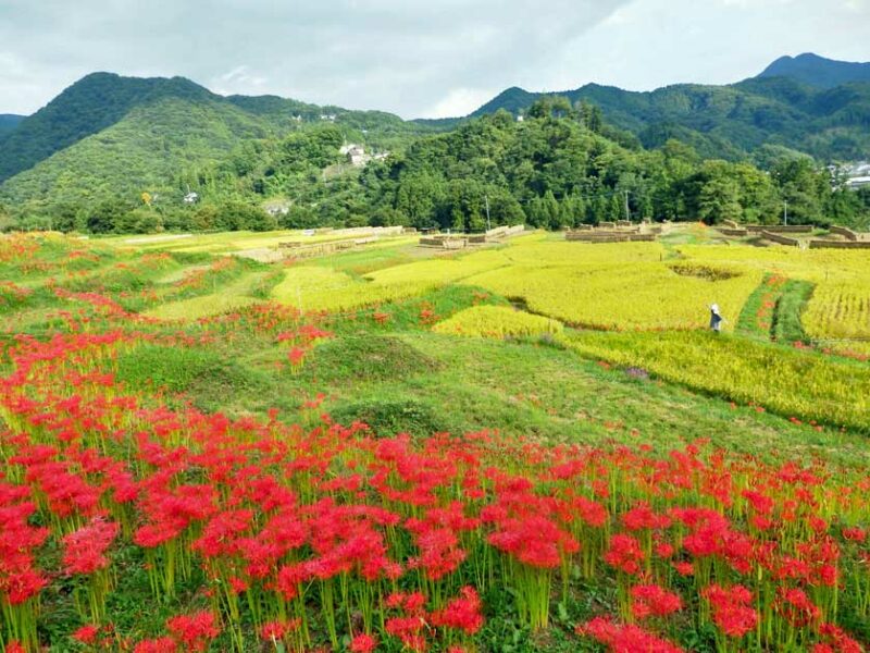  Higanbana, Bunga Cantik dari Jepang yang Menjadi Lambang Kematian