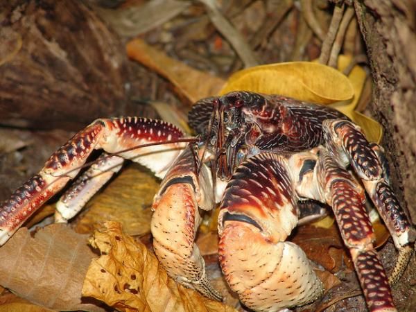  Kepiting Darat Terbesar di Dunia yang Suka Makan Kelapa