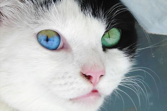 Unik, 10 Potret Kucing Unik yang Memiliki Warna Mata yang Berbeda