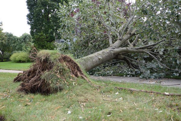  Pohon Mirip Apel yang Beracun dan Bisa Sebabkan Luka Bakar