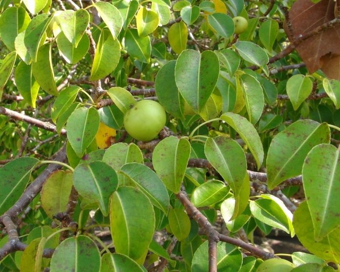 Manchineel, Pohon Mirip Apel yang Beracun dan Bisa Sebabkan Luka Bakar