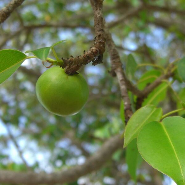 Manchineel, Pohon Mirip Apel yang Beracun dan Bisa Sebabkan Luka Bakar
