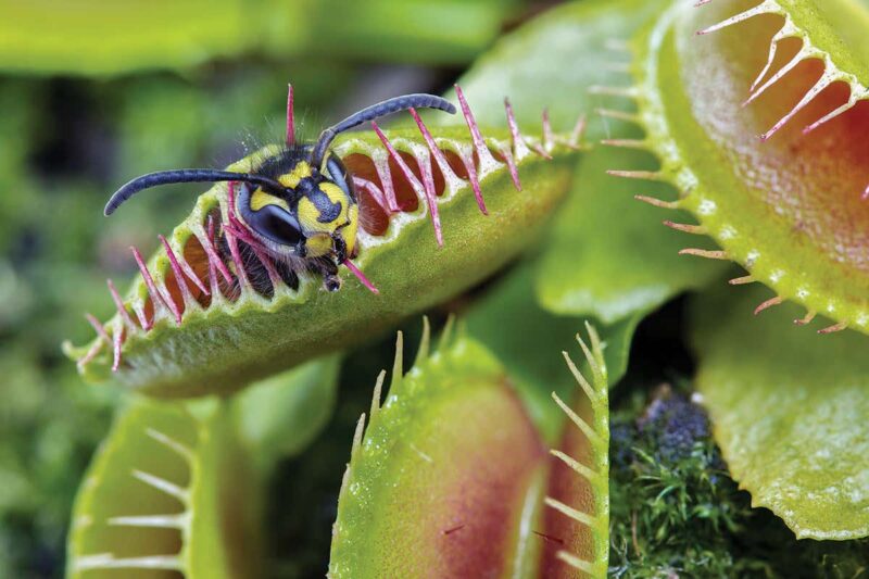 Jadi Pemakan Serangga, Tumbuhan Karnivora Venus Flytrap Bisa Kurangi Lalat di Rumah