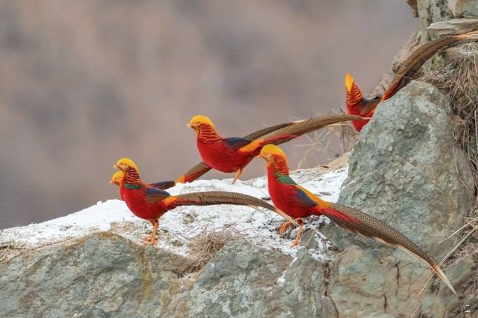 Asal Mula Burung Phoenix, Hewan Mitologi yang Menjadi Simbol Keabadian