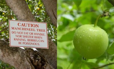 Manchineel, Pohon Mirip Apel yang Beracun dan Bisa Sebabkan Luka Bakar