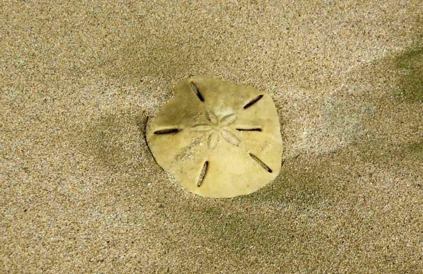 Uniknya Sand Dollar, Hewan Laut Berbentuk Koin dan Dapat Mengkloning Diri Sendiri