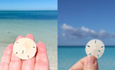 Uniknya Sand Dollar, Hewan Laut Berbentuk Koin dan Dapat Mengkloning Diri Sendiri