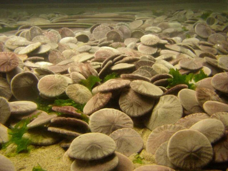 Keunikan Sand Dollar, Hewan Laut Berbentuk Koin dan Dapat Mengkloning Diri Sendiri