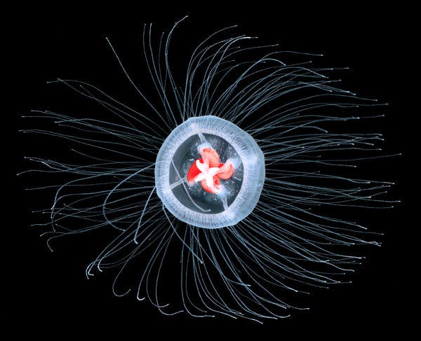 Uniknya Turritopsis dohrnii, Ubur-ubur Abadi yang tidak bisa mati 