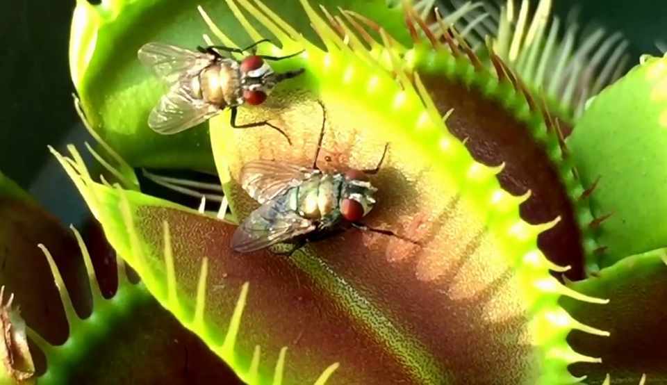 Jadi Pemakan Serangga, Tumbuhan Karnivora Venus Flytrap Bisa Kurangi Lalat di Rumah