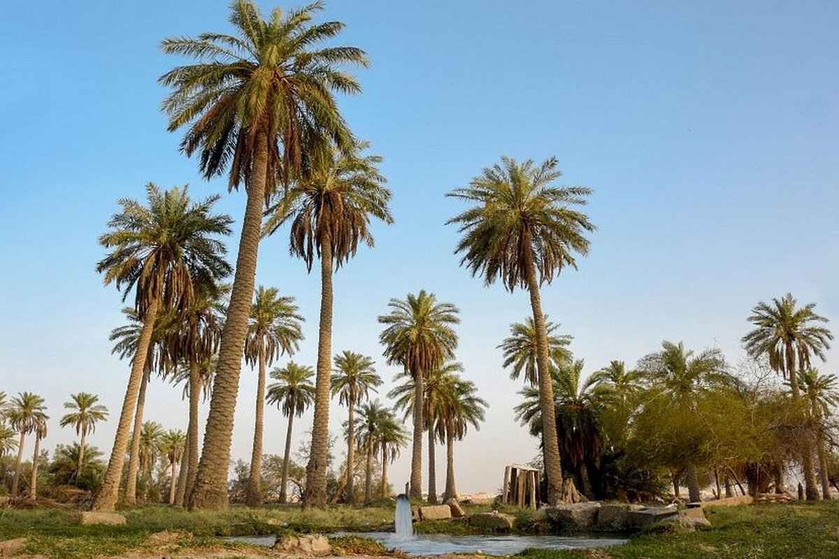 Dikelilingi Jutaan Pohon Kurma, Oasis Al Ahsa Arab Saudi Terluas di Dunia