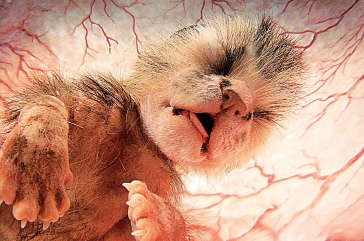 Menakjubkan, 10 Potret Hewan Saat Masih Bayi di Perut Induknya