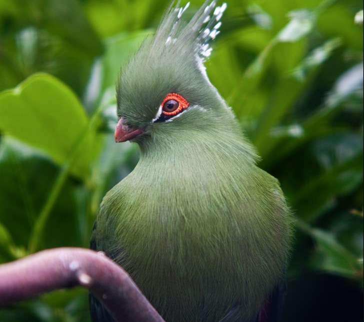 10 Burung Eksotis yang Memiliki Warna dan Bentuk yang Unik