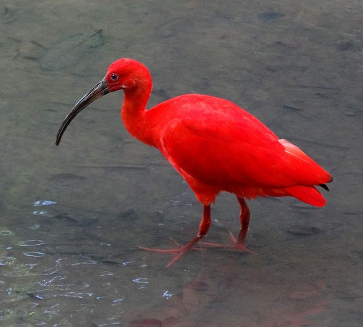 10 Burung Eksotis yang Memiliki Warna dan Bentuk yang Unik