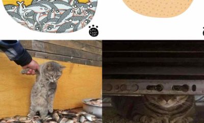 Bikin Ngakak, 10 Meme Kucing Paling Viral Digambar Ulang oleh Seniman Indonesia