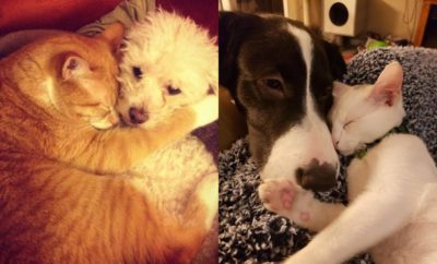 Menggemaskan, 10 Potret yang Membuktikan Bahwa Anjing dan Kucing Bisa Bersahabat