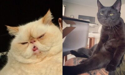 10 Foto Kucing Terlucu dari Merem hingga Melet, Tingkahnya Ada-ada Aja