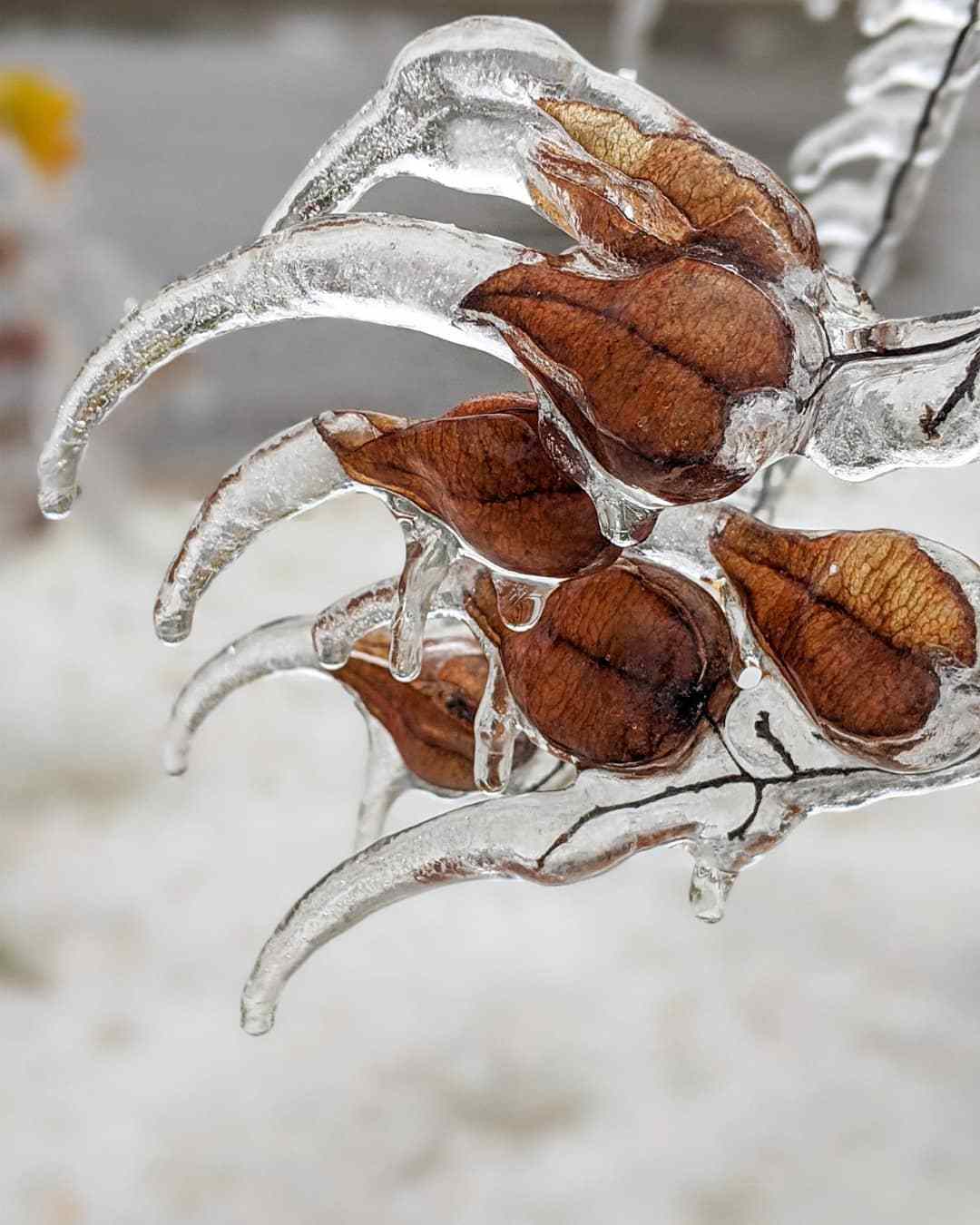 Cantik dan Berkilau, 10 Bunga yang Terjebak Dalam Kebekuan Es