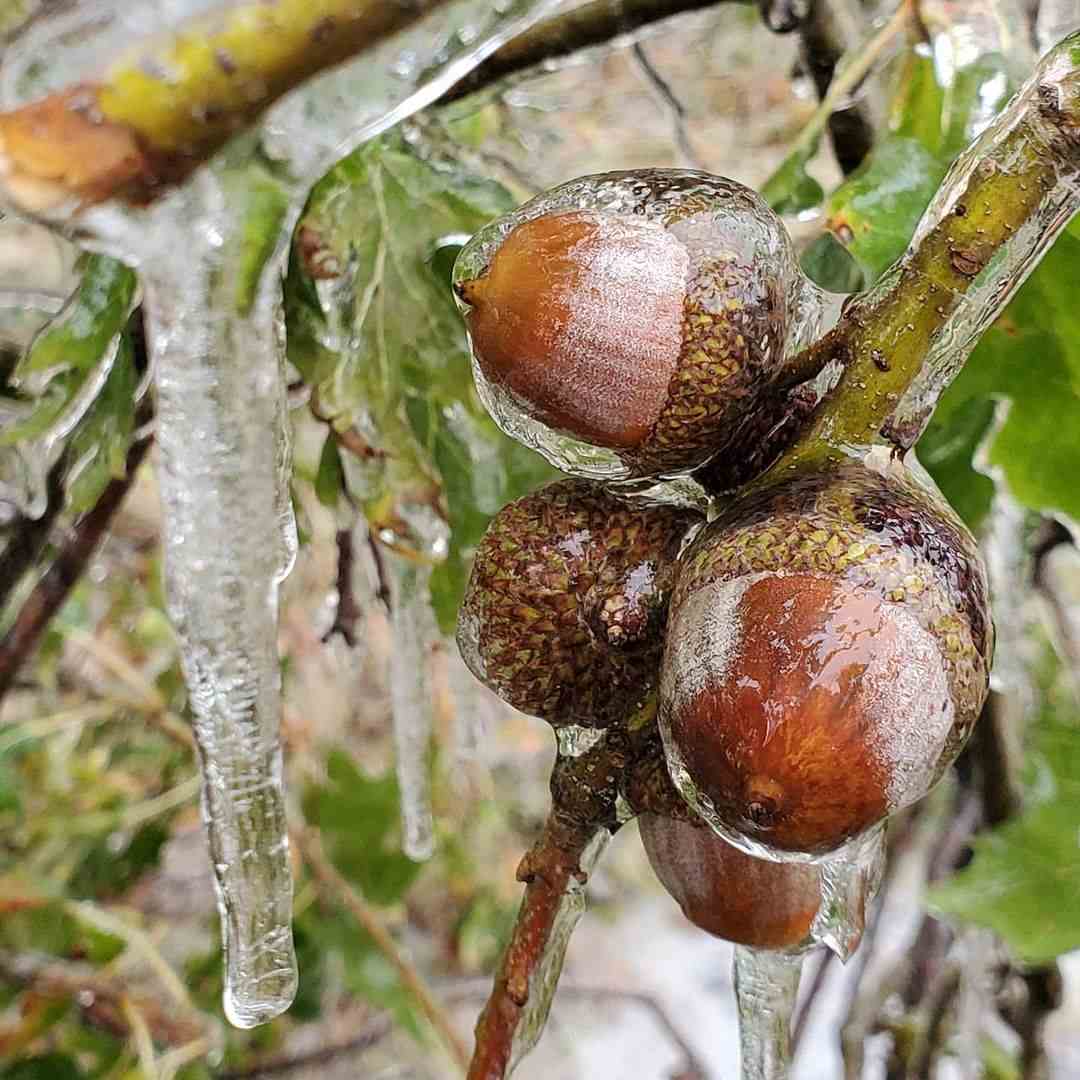 Cantik dan Berkilau, 10 Bunga yang Terjebak Dalam Kebekuan Es