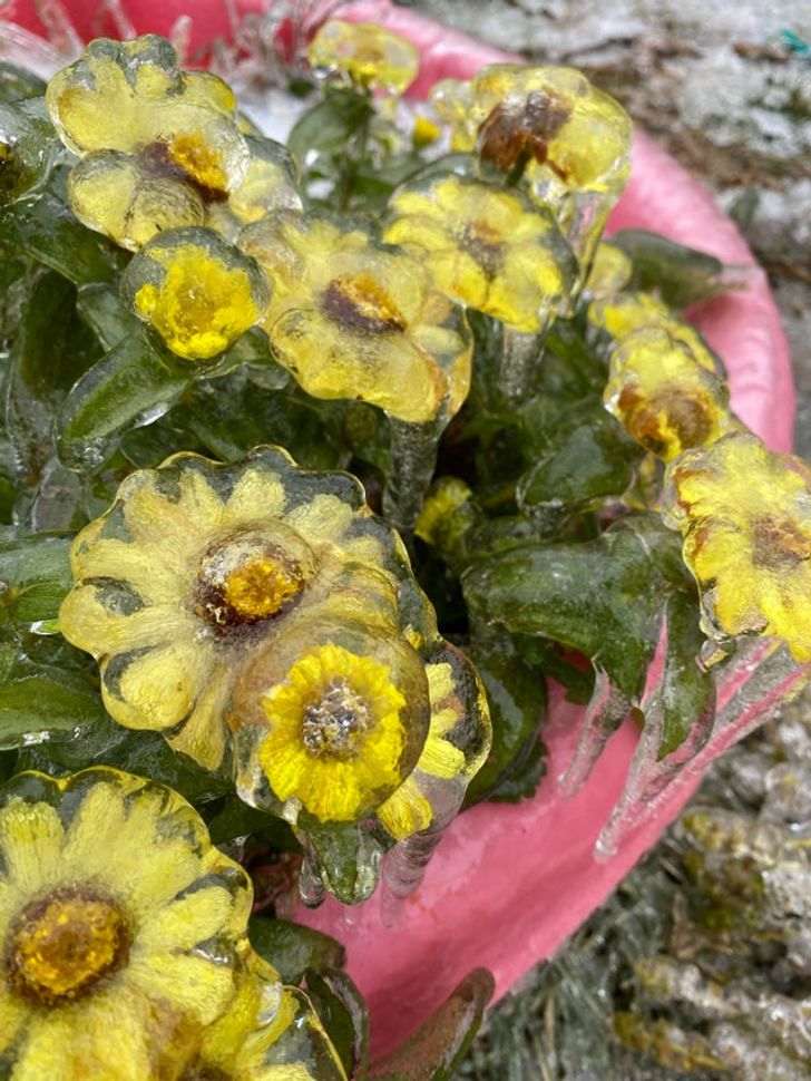 Cantik dan Berkilau, 10 Bunga yang Terjebak Dalam Kebekuan Es