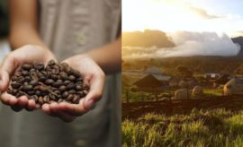 Menengok Desa Manyate Ethiopia, Tempat Ditemukannya Kopi Pertama Kali