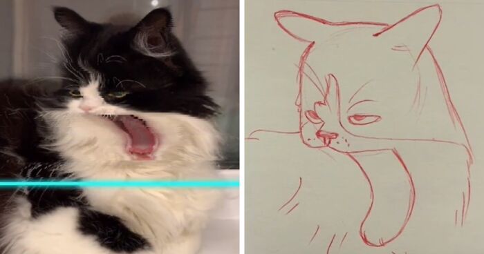 10 Potret Kucing Korban Scan Filter di Tik Tok yang Bikin Tertawa Ngakak
