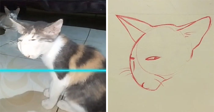 10 Potret Kucing Korban Scan Filter di Tik Tok yang Bikin Tertawa Ngakak