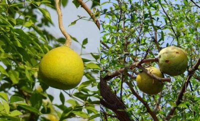 Asal Usul Kerajaan Majapahit, Berasal dari Buah Maja Titisan Dewa Siwa