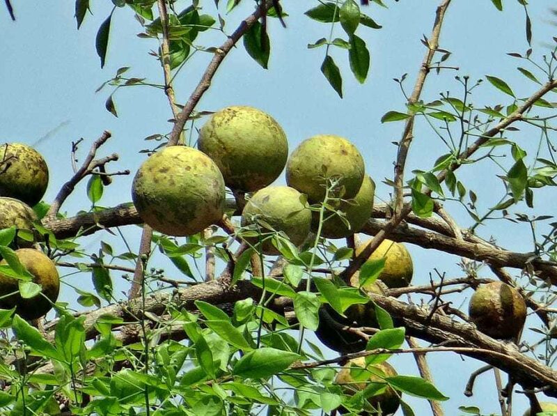 Awal Mula Kerajaan Majapahit, Berasal dari Buah Maja yang Dianggap
