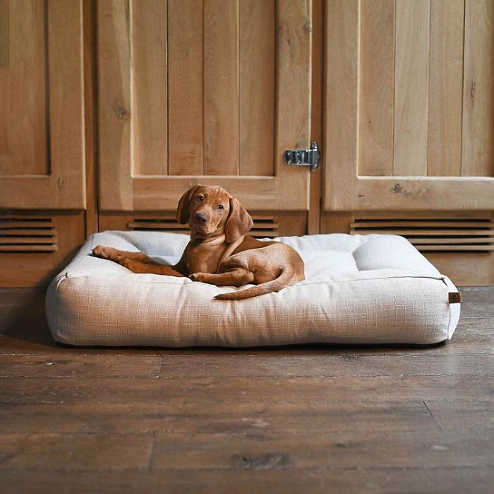 Bisa Beli Mobil, 10 Desain Tempat Tidur Termahal untuk Anjing