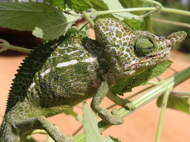 Labords Chameleon reptilefac 800x600 - Keunikan Labord, Bunglon Madagaskar dengan Masa Hidup Terpendek