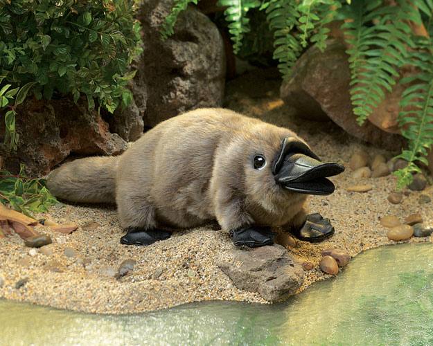 Bisa Bertelur, Platypus Jadi Hewan Mamalia Paling Unik di Dunia