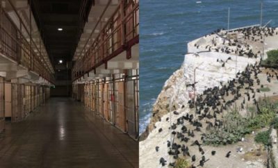Tampak Mengerikan, Penjara Alcatraz yang Sudah Tutup Dihuni Ribuan Burung