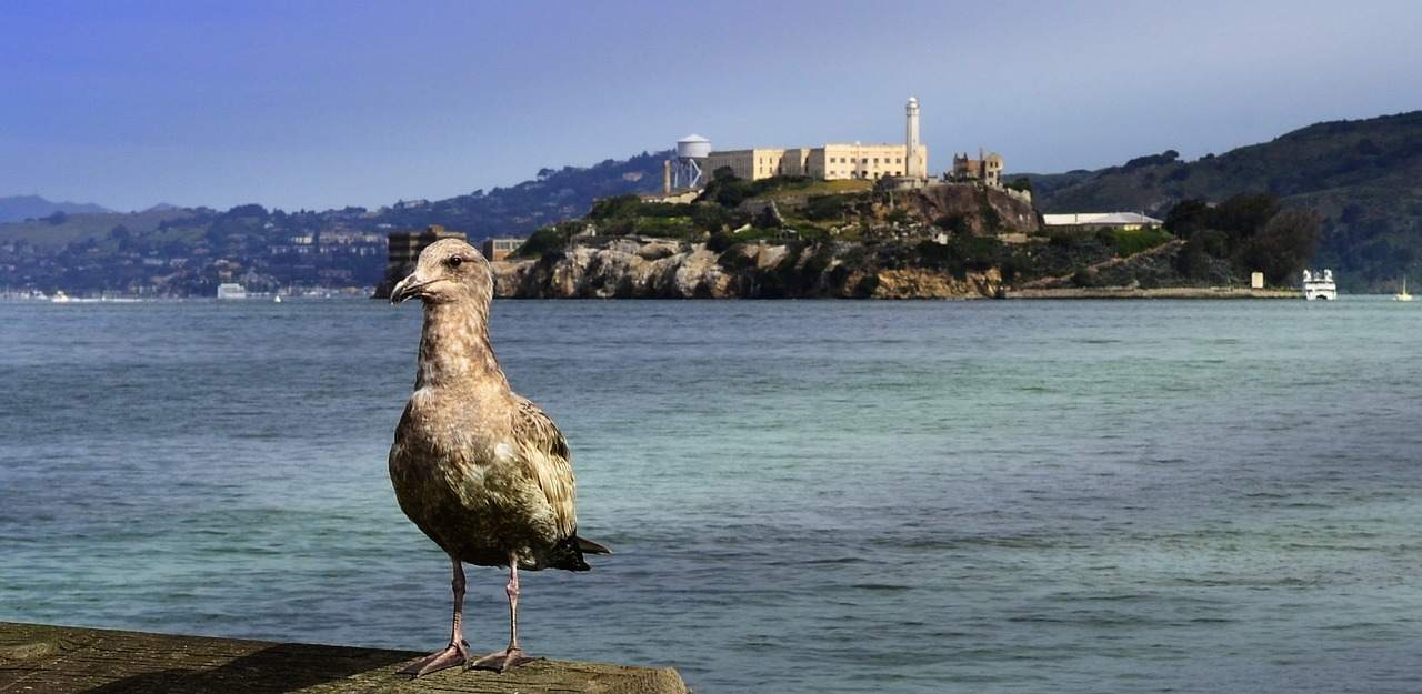 Tampak Mengerikan, Penjara Alcatraz yang Sudah Tutup Dihuni Ribuan Burung