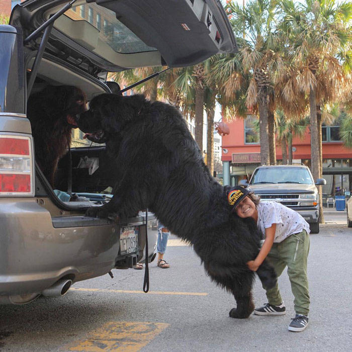 10 Potret Anjing Besar yang Ukurannya Sama Seperti Orang Dewasa, Gede Banget