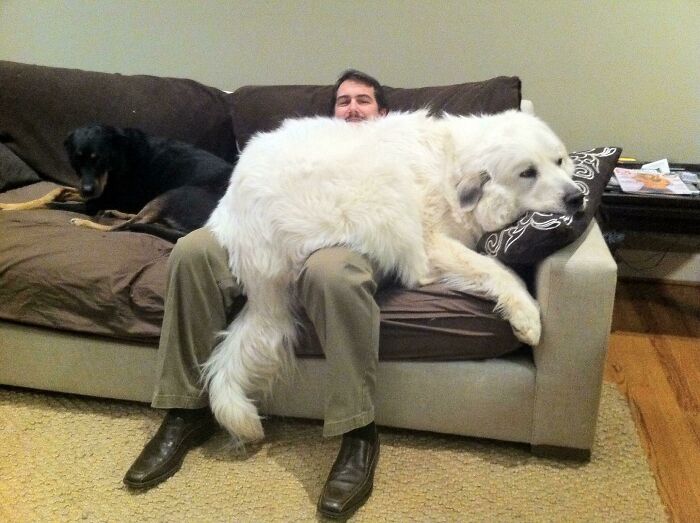 10 Potret Anjing Besar yang Ukurannya Sama Seperti Orang Dewasa, Gede Banget