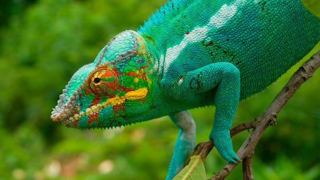 chameleon bbc - Keunikan Labord, Bunglon Madagaskar dengan Masa Hidup Terpendek