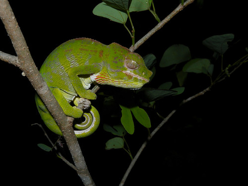 chameleon reptile database - Keunikan Labord, Bunglon Madagaskar dengan Masa Hidup Terpendek