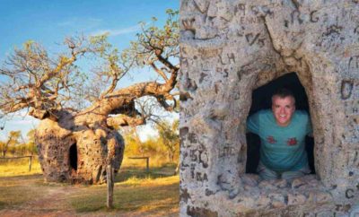 Adansonia gregorii, Pohon Baobab Raksasa di Australia yang Batangnya jadi Penjara