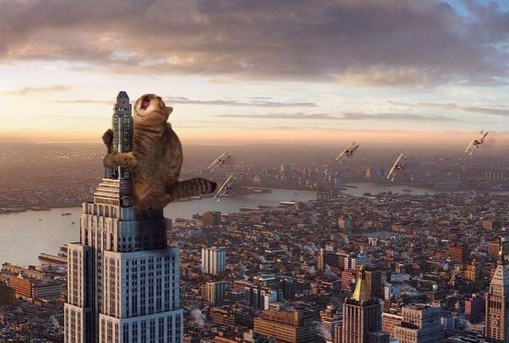 10 Editan Foto yang Bikin Ngakak, Ada Kucing jadi Ikon King Kong