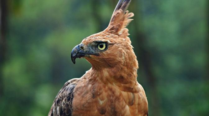 garuda shutterstock - Jadi Lambang Negara, Burung Mitologi Garuda Pernah Jadi Kendaraan Dewa Wisnu