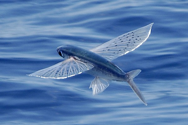 Mengenal Ikan Torani, Hewan Laut Berbentuk Unik dan Bisa Terbang