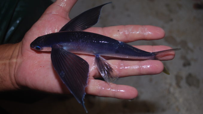Mengenal Ikan Torani, Hewan Laut Berbentuk Unik dan Bisa Terbang