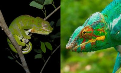 Labord’s Chameleon, Bunglon Madagaskar dengan Masa Hidup Terpendek