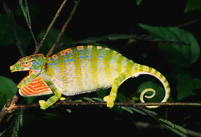 labords chameleon cites - Keunikan Labord, Bunglon Madagaskar dengan Masa Hidup Terpendek