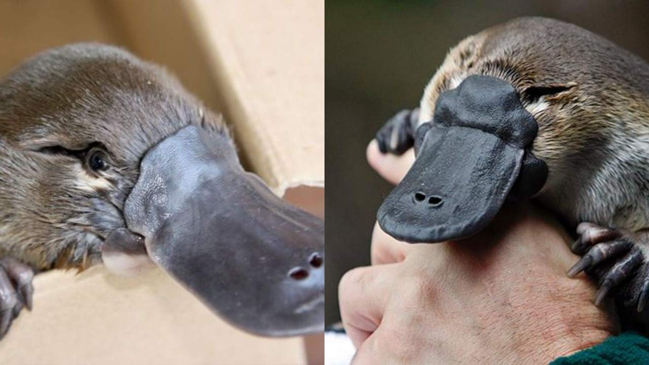 Bisa Bertelur Platypus Jadi Hewan Mamalia  Paling Unik di 