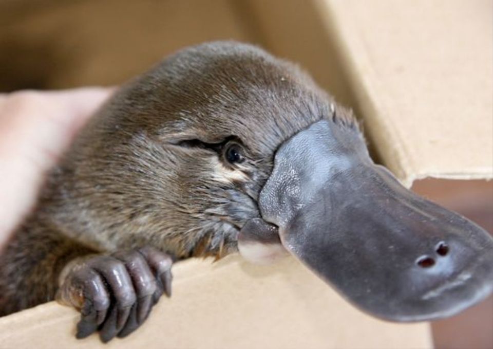 Bisa Bertelur, Platypus Jadi Hewan Mamalia Paling Unik di Dunia