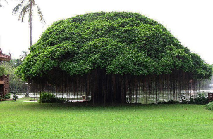 10 Pohon Terindah di Dunia, Warna Cerah dengan Bentuk Indah