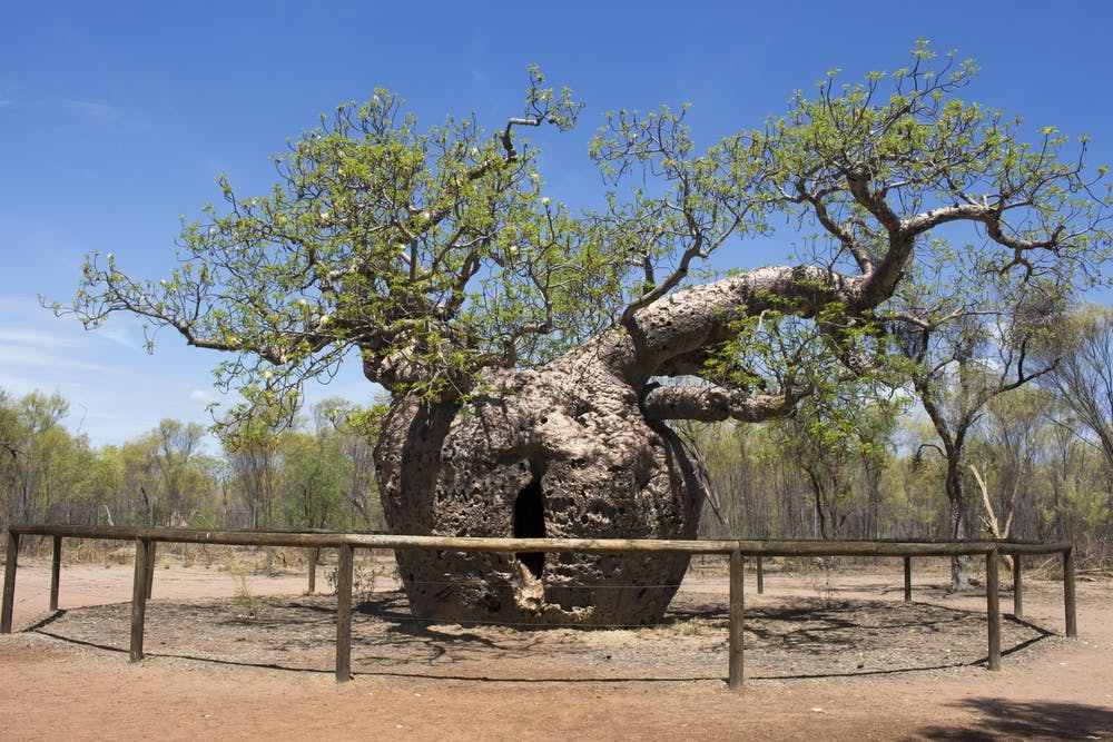 Adansonia gregorii, Pohon Baobab Raksasa di Australia yang Batangnya jadi Penjara